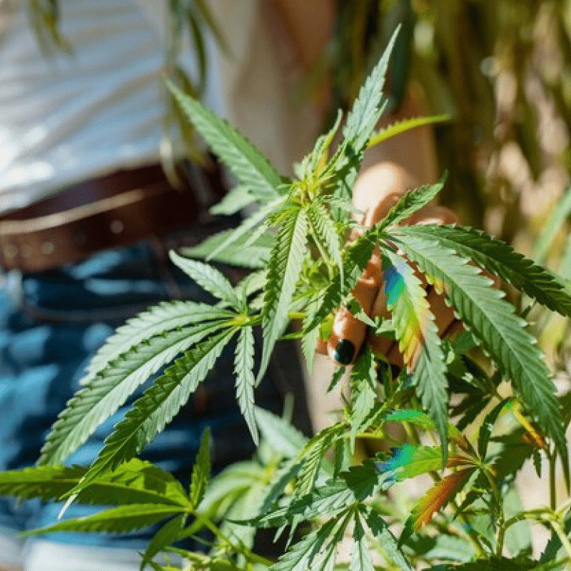 A Risk-Based Approach for Hosting a Cannabis Event