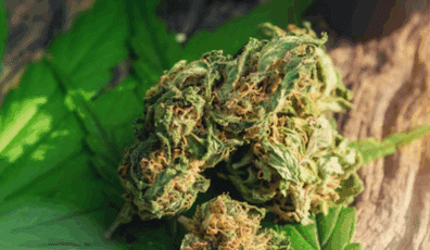 cannabis 2025