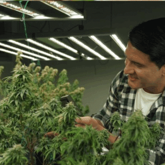 Cannabis facility fire insurance