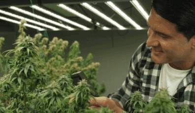 Cannabis facility fire insurance