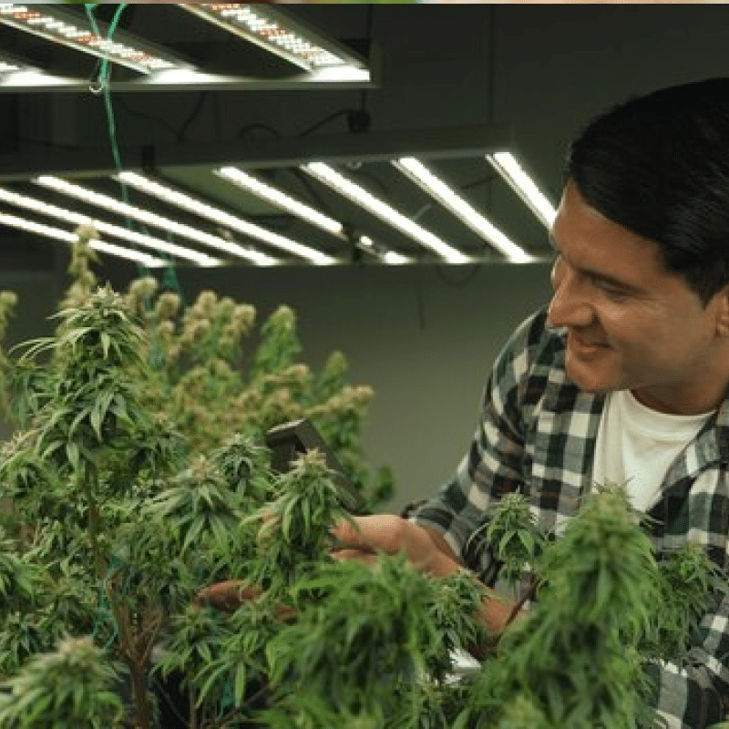 Essential Guide to Cannabis Facility Fire Insurance for Growers