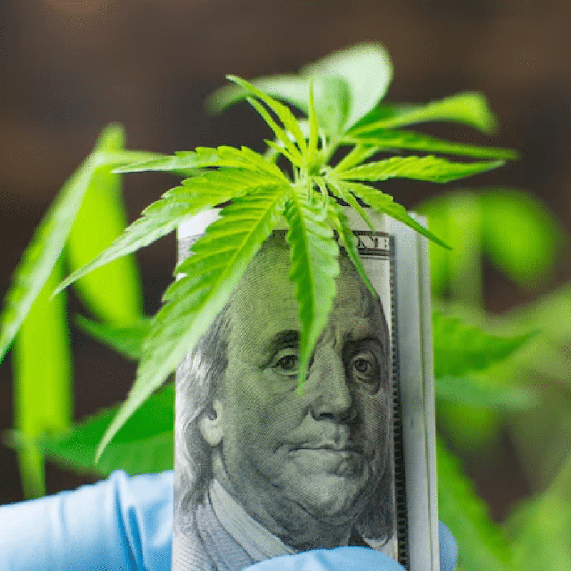 Funding Freeze: What’s Next for Cannabis Startups?