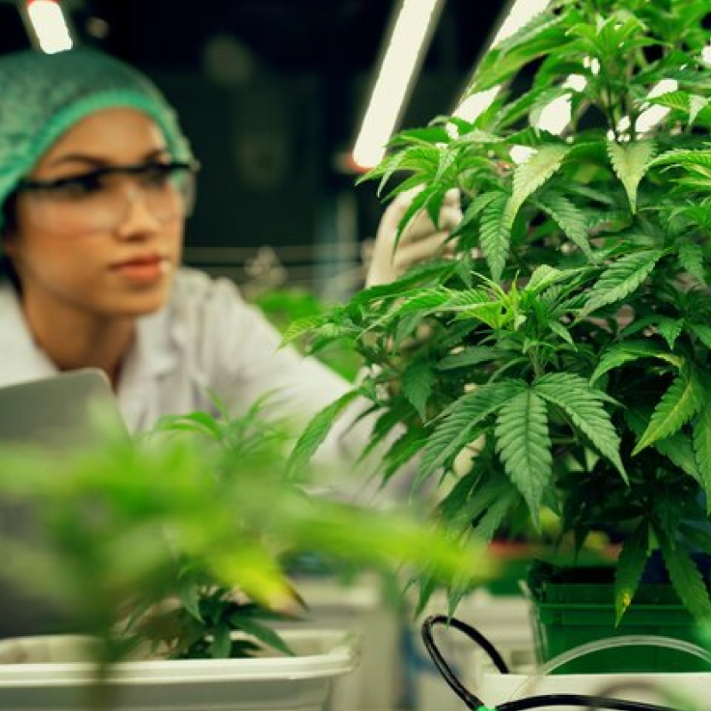 The Hidden Multiplier: How Budtender Salary Hikes Impact Your Workers’ Comp Premium