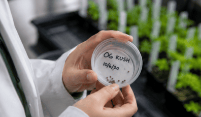 Cannabis Strain Protection